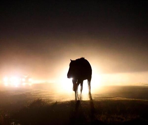 新森林:小马驹和母牛分别在碰撞中死亡 新森林:小马驹和母牛分别在碰撞中死亡