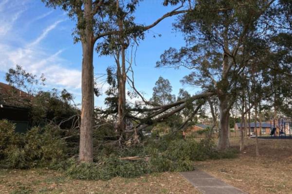 Trees fallen in Sydney. Picture 2GB.JPG