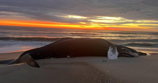 博克在世界杯上击败罗马尼亚后传唤波拉德 博克在世界杯上击败罗马尼亚后传唤波拉德