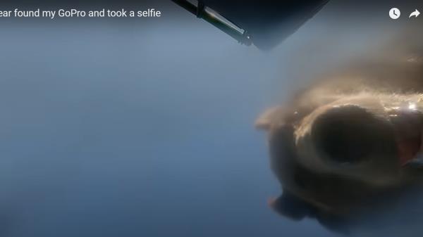 在蒙大拿州,一只灰熊在玩GoPro时在嘴里自拍 在蒙大拿州,一只灰熊在玩GoPro时在嘴里自拍