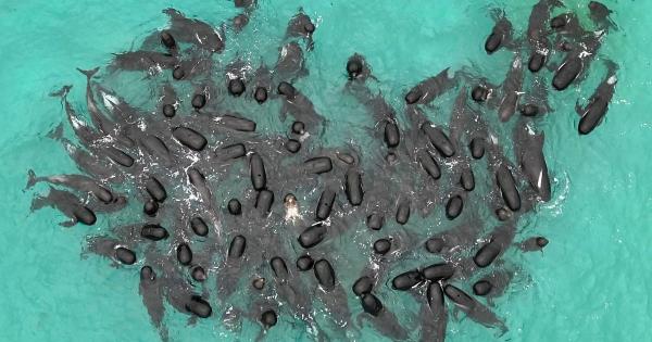 波兰民族主义者在选民拒绝他们的世界观后在华沙举行独立日游行 波兰民族主义者在选民拒绝他们的世界观后在华沙举行独立日游行