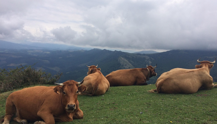 分享干货“中至乐平麻将开挂神器”详细教程辅助工具