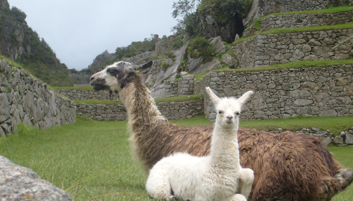 秘鲁发现了一种新物种——铜眼生物，它有着不同寻常的皮肤褶皱看到它