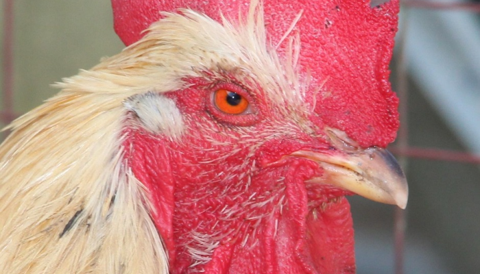 恰蒂斯加尔邦出口民调：民调专家预测国大党重新掌权，人民党可能会进行斗争