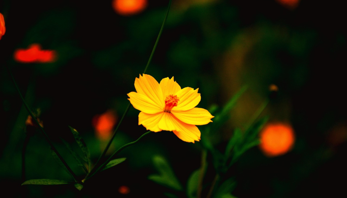 对于你的花来说,“理想”的条件可能并不那么理想 对于你的花来说,“理想”的条件可能并不那么理想