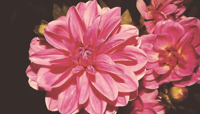 对于你的花来说,“理想”的条件可能并不那么理想 对于你的花来说,“理想”的条件可能并不那么理想