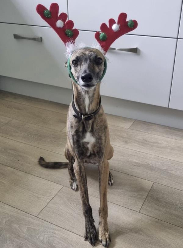 曾经被虐待的狗和救过它的兽医一起庆祝第一个圣诞节