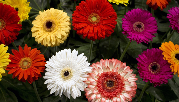 可用版本“杭州都莱大菠萝买了挂有用吗”其实确实有挂 可用版本“杭州都莱大菠萝买了挂有用吗”其实确实有挂