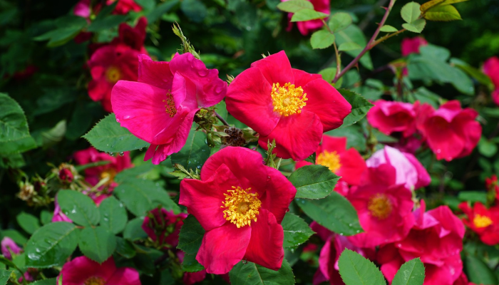 与大流行开始时相比,成年人“花在园艺和阅读上的时间更少”_2 与大流行开始时相比,成年人“花在园艺和阅读上的时间更少”_2