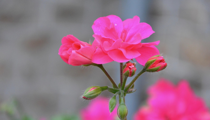 与大流行开始时相比,成年人“花在园艺和阅读上的时间更少”_2 与大流行开始时相比,成年人“花在园艺和阅读上的时间更少”_2