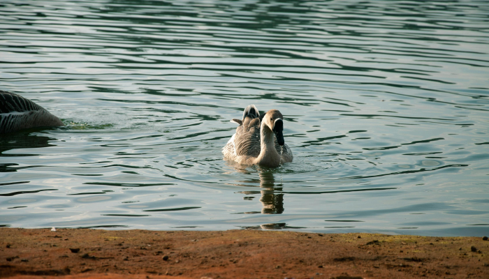 帕加萨:除夕多云,有可能下雨 帕加萨:除夕多云,有可能下雨