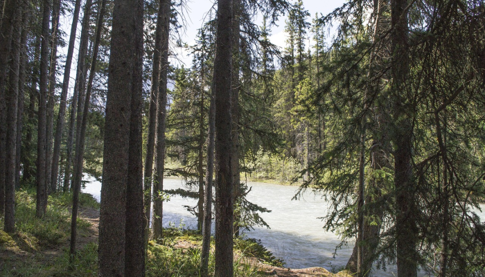 在遥远的落基山脉营地发现了3具“相当木乃伊化”的尸体