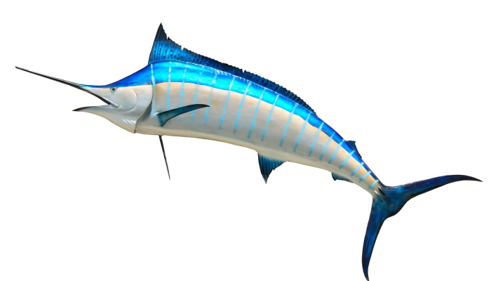 新闻问答，政治，蓝马林鱼：阿拉巴马州