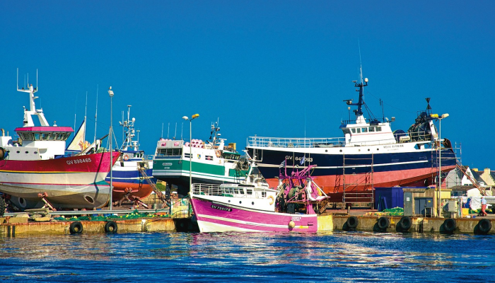 新闻问答，政治，蓝马林鱼：阿拉巴马州