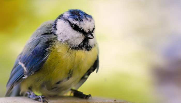 强力推荐“多乐跑得快开挂手机版免费”(确实是有挂)-知乎