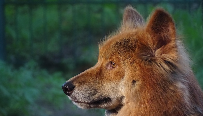 玩家辅助神器:“新蓝鲸到底有挂吗”开挂(透视)辅助教程 玩家辅助神器:“新蓝鲸到底有挂吗”开挂(透视)辅助教程