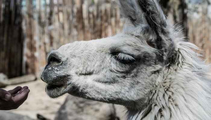 开挂辅助工具“微乐广西麻将如何开挂教程!分享用挂教程 开挂辅助工具“微乐广西麻将如何开挂教程!分享用挂教程