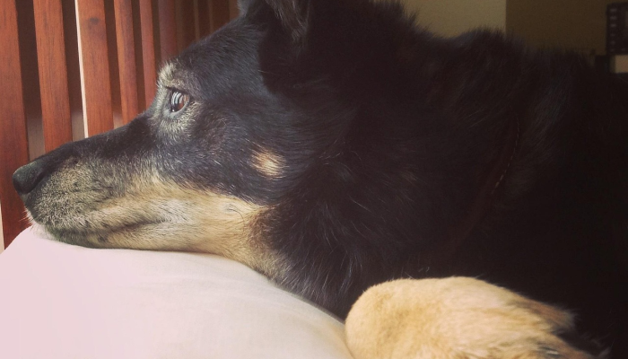 更严厉的法律和机器人保安北卡罗来纳州是如何打击有组织的零售盗窃行为的 更严厉的法律和机器人保安北卡罗来纳州是如何打击有组织的零售盗窃行为的