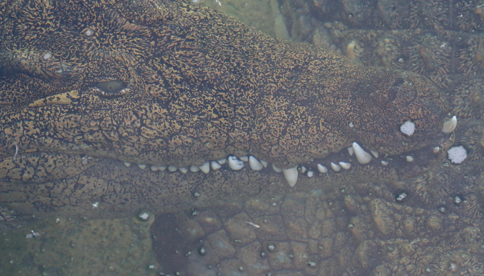 壳牌被指控在拆除旧总部的过程中破坏生态环境 壳牌被指控在拆除旧总部的过程中破坏生态环境