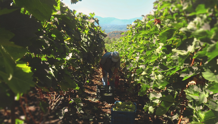 1分钟学会“同乡游有挂吗!详细分享装挂步骤 1分钟学会“同乡游有挂吗!详细分享装挂步骤