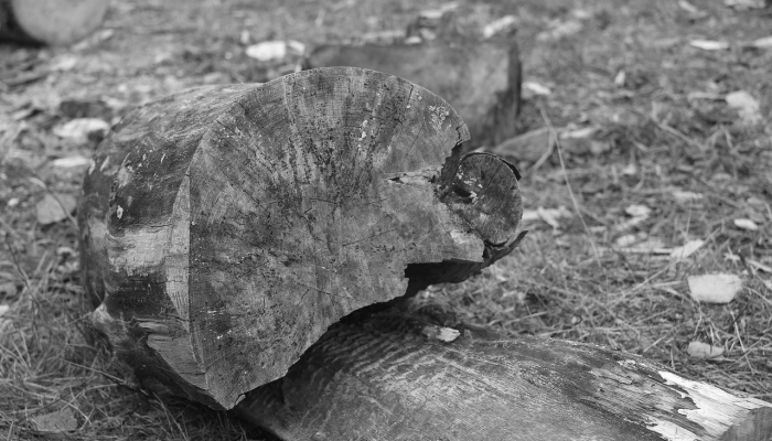 13000年前，大火可能导致了大型动物的大规模灭绝