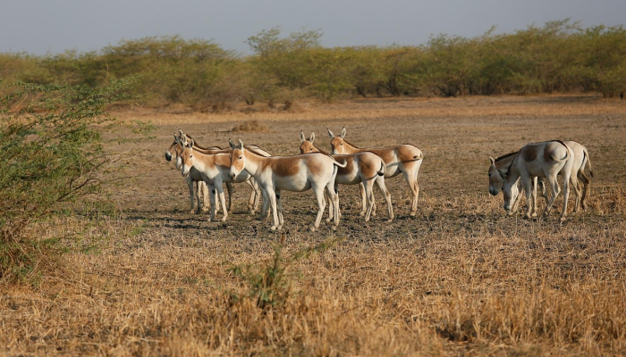 公鸡在暗处工作最终会有结果 公鸡在暗处工作最终会有结果