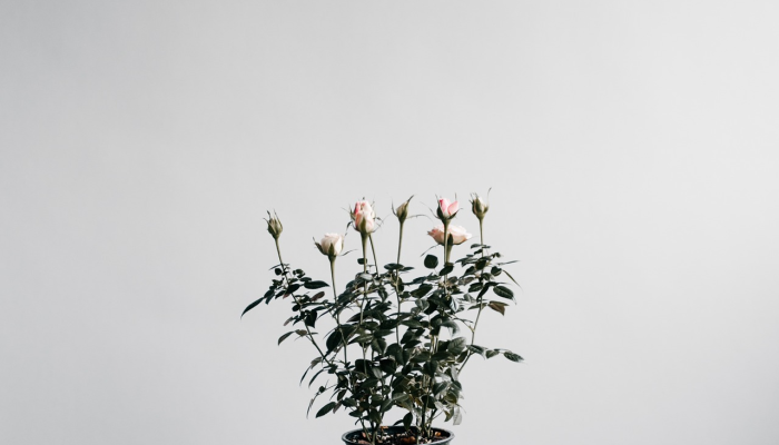 Al Wakrah市公布了世界上最大的自然插花