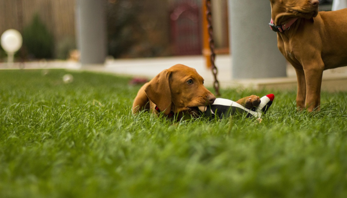 最新教你“闲娱江西棋牌有没有规律”(原来确实是有挂)