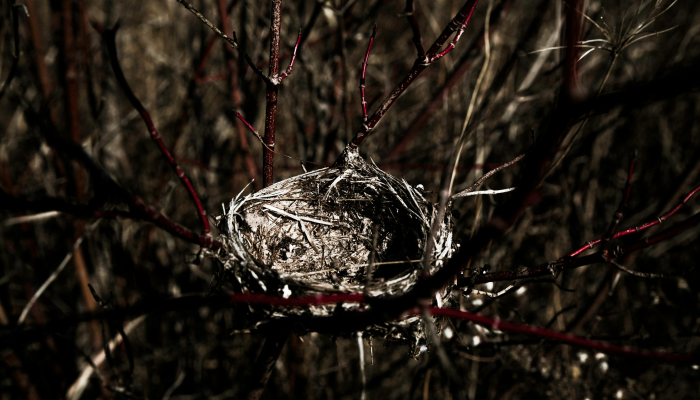 纽卡斯尔11人对巴黎圣日耳曼:预测阵容,确定的球队消息,最新的欧冠伤病 纽卡斯尔11人对巴黎圣日耳曼:预测阵容,确定的球队消息,最新的欧冠伤病