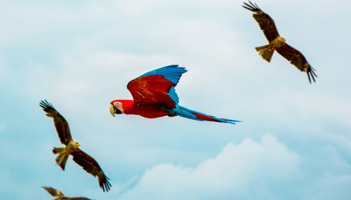 今日教程“新青鸟拼三张开挂!详细分享装挂步骤 今日教程“新青鸟拼三张开挂!详细分享装挂步骤