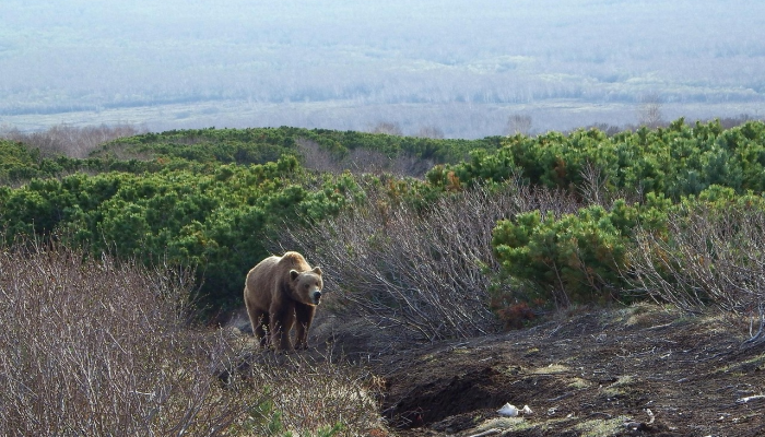在博尔德开放空间,一只熊在科罗拉多野生动物摄像机上自拍了400张 在博尔德开放空间,一只熊在科罗拉多野生动物摄像机上自拍了400张
