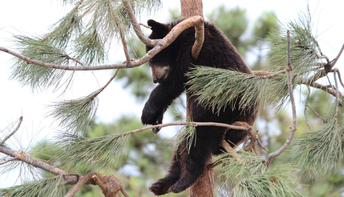 在加拿大，驼鹿宝宝“撅着鼻子”摆姿势观看“最可爱的视频”