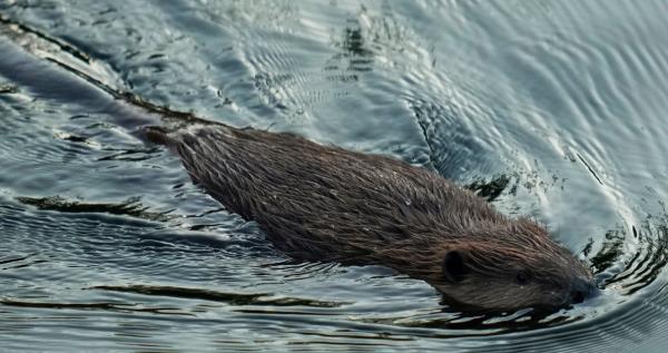玩家必看教程“经典联盟万能挂”详细开挂玩法