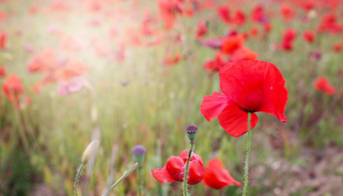 喀麦隆年轻妇女草药工作科学奖