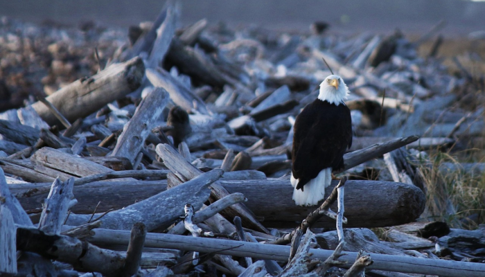 美国派5的故事构思被重聚作家取笑 美国派5的故事构思被重聚作家取笑