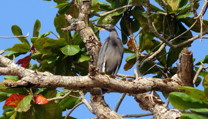 分享实测“新青鸟拼三张开挂!专业师傅带你一起了解(确实有挂) 分享实测“新青鸟拼三张开挂!专业师傅带你一起了解(确实有挂)