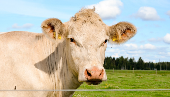 分享干货“全民牛牛的确有透视”其实确实有挂