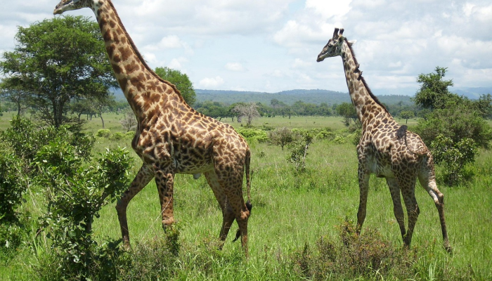 黄石国家公园里,“无知”的游客挤在灰熊妈妈和幼崽中间 黄石国家公园里,“无知”的游客挤在灰熊妈妈和幼崽中间