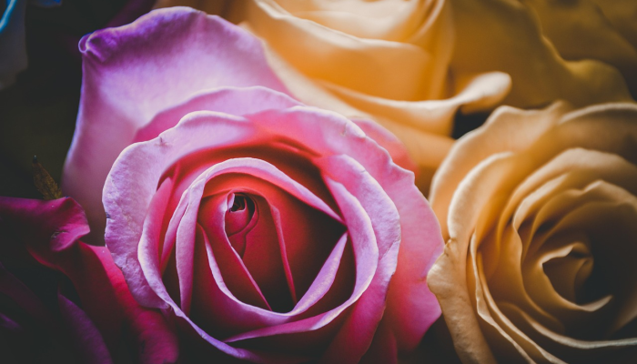 total energy庆祝国际妇女节 total energy庆祝国际妇女节