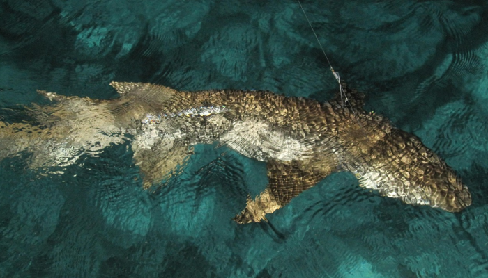 鲨鱼袭击德尔玛的游泳者 鲨鱼袭击德尔玛的游泳者