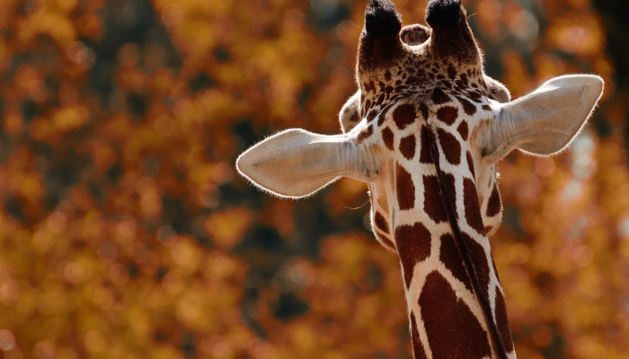 闻起来像黄油爆米花的“熊宝宝”刚刚在亚特兰大动物园出生见到他们 闻起来像黄油爆米花的“熊宝宝”刚刚在亚特兰大动物园出生见到他们