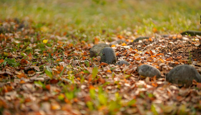 由于在化石蓝藻中发现了最古老的类囊体，光合作用的进化得到了更好的记录