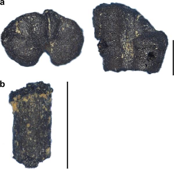 曼钦承诺不会成为2024年大选的“破坏者”