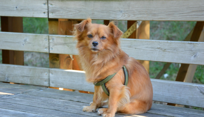 辅助神器“哈狗游戏开挂辅助软件”分享用挂教程 辅助神器“哈狗游戏开挂辅助软件”分享用挂教程