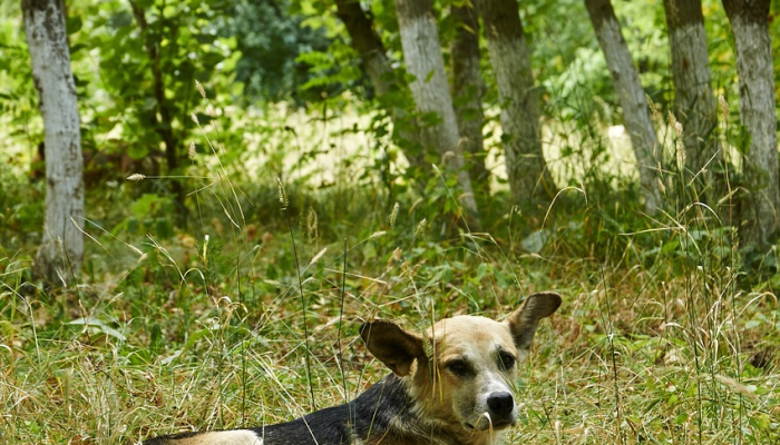 可用版本“友乐互娱辅助器下载”(曝光透视必备猫腻) 可用版本“友乐互娱辅助器下载”(曝光透视必备猫腻)