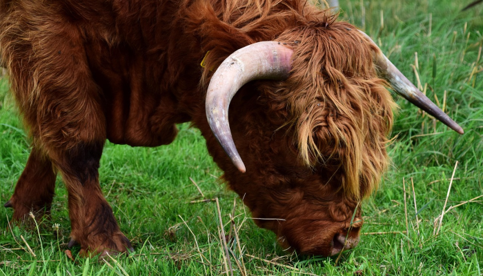 一只名叫魔力的狗被发现头部中枪现在这个“可爱的男孩”几个月后就被收养了