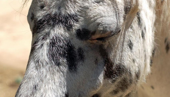一只名叫魔力的狗被发现头部中枪现在这个“可爱的男孩”几个月后就被收养了