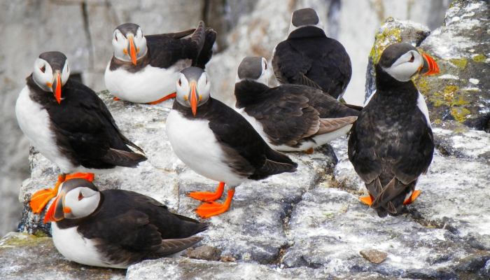 玩家辅助神器：“微乐客服能调胜率吗”分享用挂教程