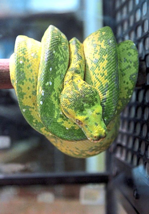 Coiled in comfort: An adult Green Tree python resting on a branch in a unique position.