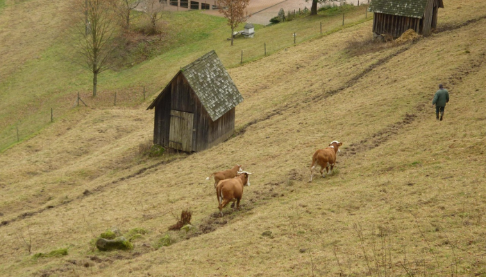 以色列总统表示,以人道主义暂停谈判换取释放人质 以色列总统表示,以人道主义暂停谈判换取释放人质